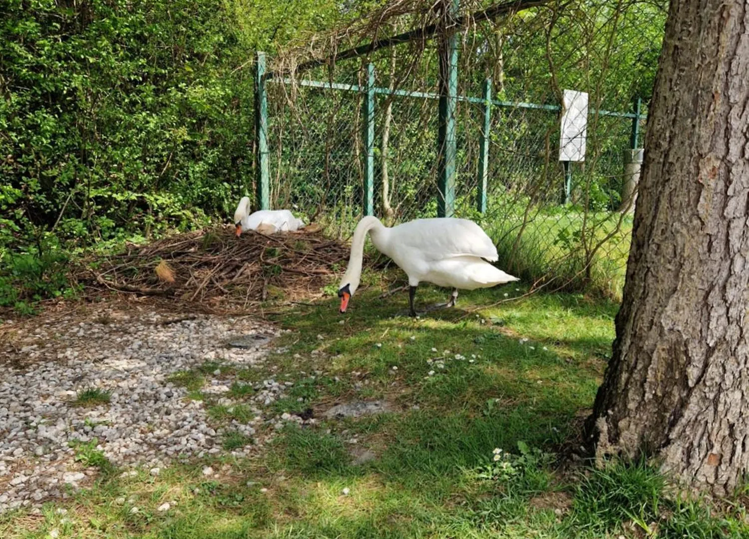 Suita Beli Labod Medvode Slowenien